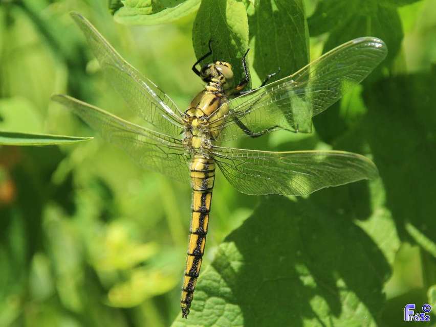 Orthetrum cancellatum - feketefarkú pásztorszitakötő
