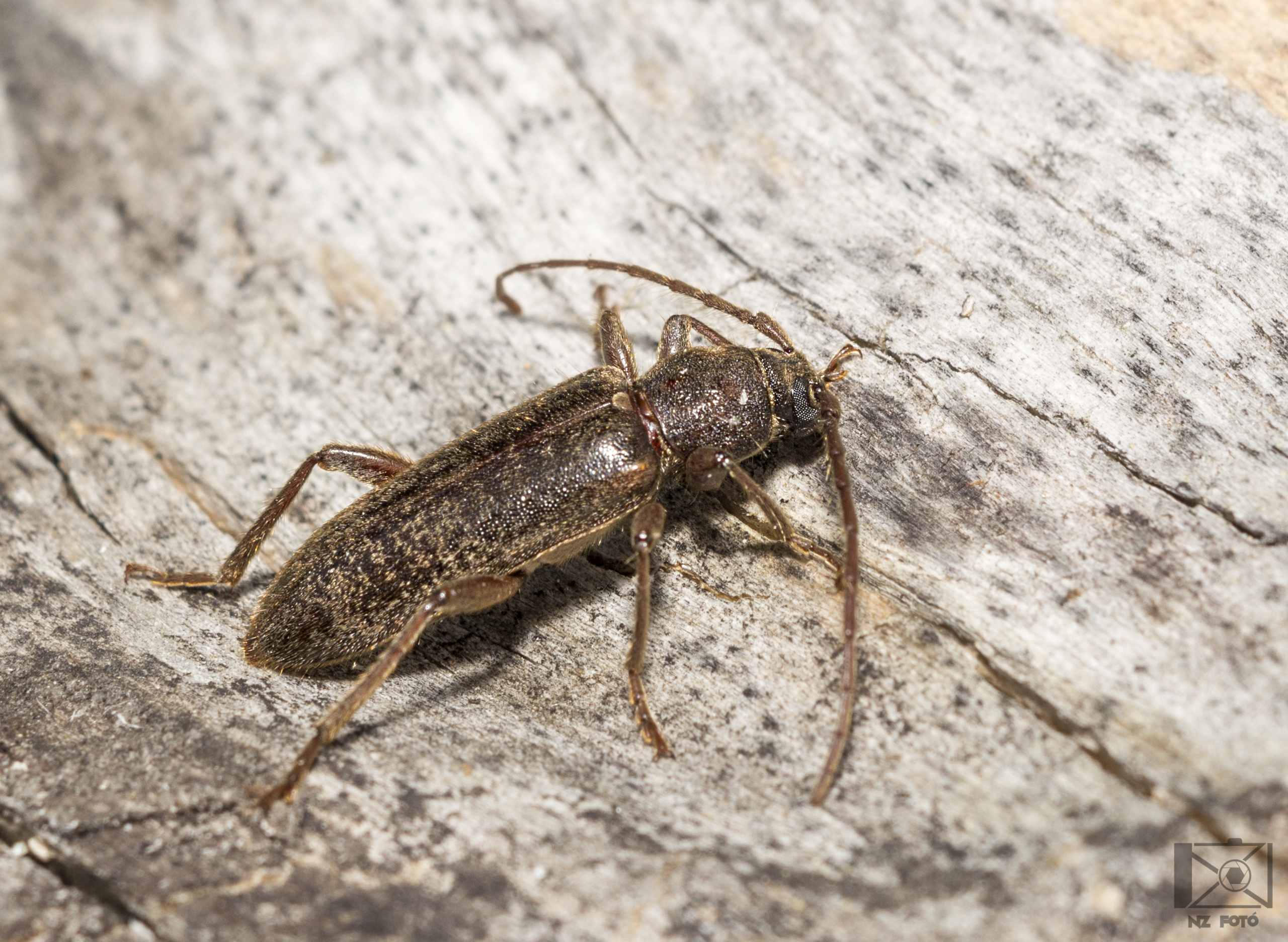 Trichoferus campestris - szállóvendég éjicincér
