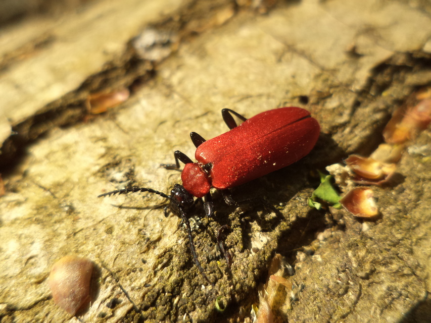 Pyrochroa coccinea - nagy bíborbogár