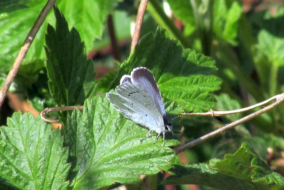 Celastrina argiolus - bengeboglárka