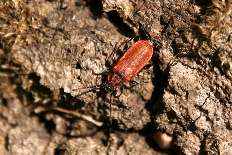 Pyrrhidium sanguineum - tűzpiros facincér
