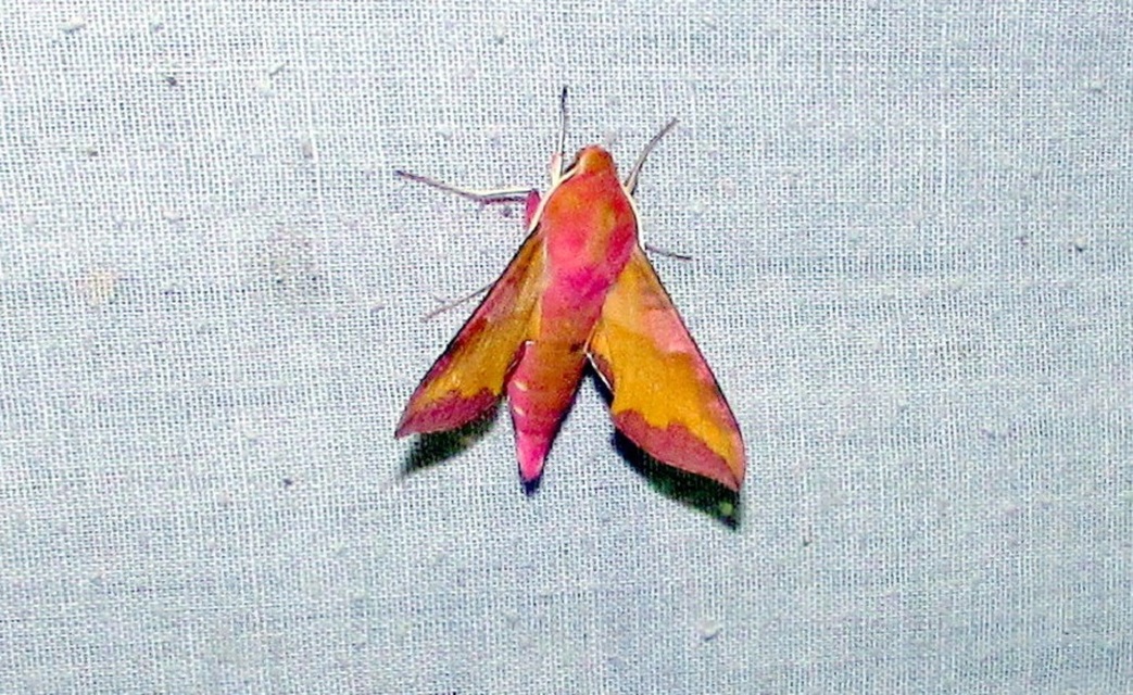 Deilephila porcellus - piros szender