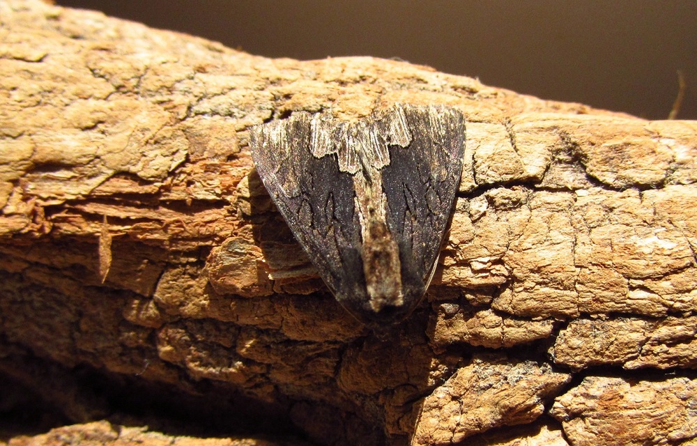 Dypterygia scabriuscula - szurokbarna nyáribagoly