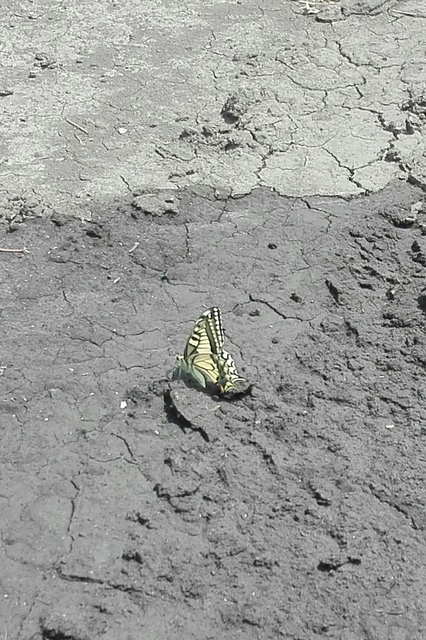 Papilio machaon - fecskefarkú lepke