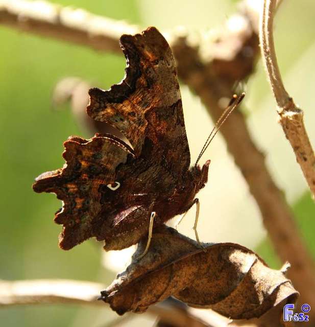 Nymphalis c-album - C-betűs lepke