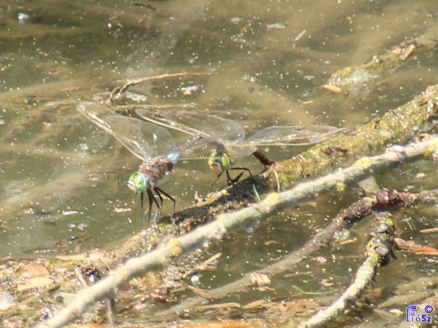 Anax parthenope - barna óriásacsa