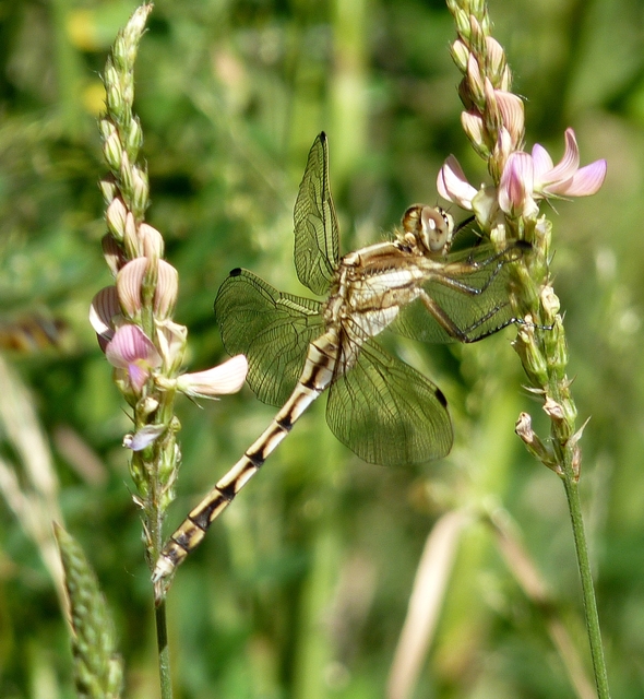 Orthetrum albistylum - fehérfarkú pásztorszitakötő