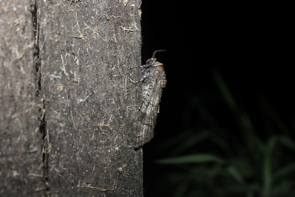 Cossus cossus - fűzfarontólepke
