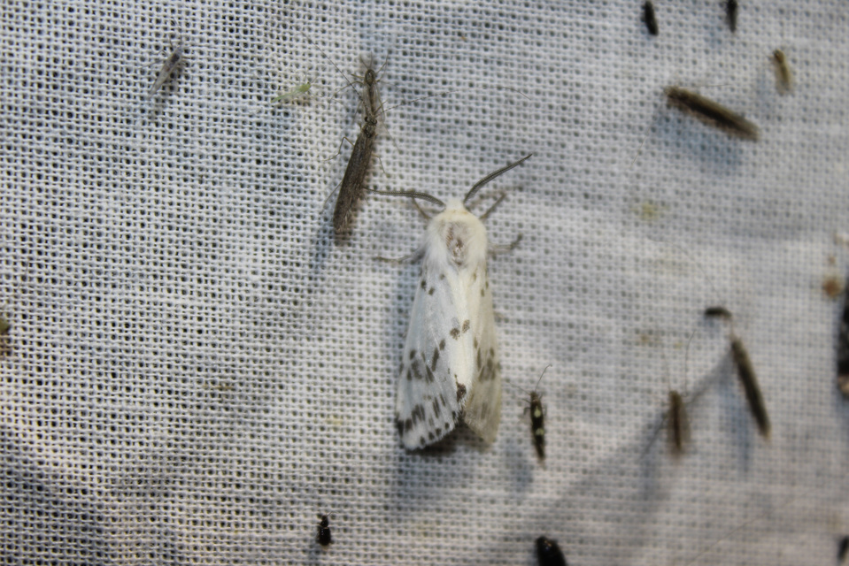 Hyphantria cunea - amerikai fehér medvelepke