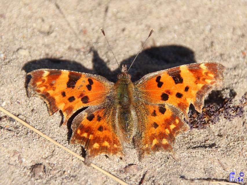 Nymphalis c-album - C-betűs lepke