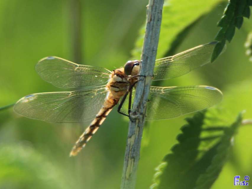 Orthetrum albistylum - fehérfarkú pásztorszitakötő