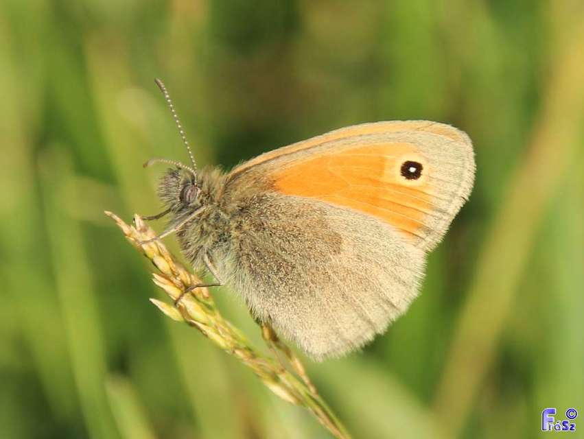 Coenonympha pamphilus - kis szénalepke