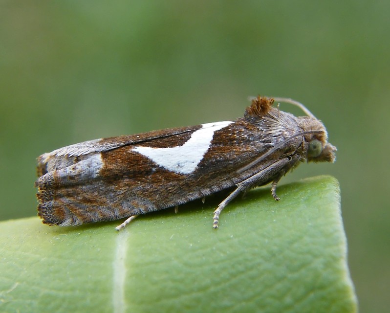 Epiblema foenella - kampósfoltú tükrösmoly