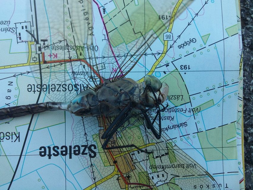 Anax parthenope - barna óriásacsa