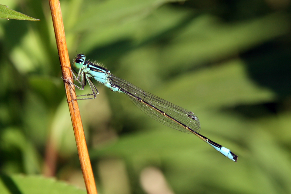 Ischnura elegans