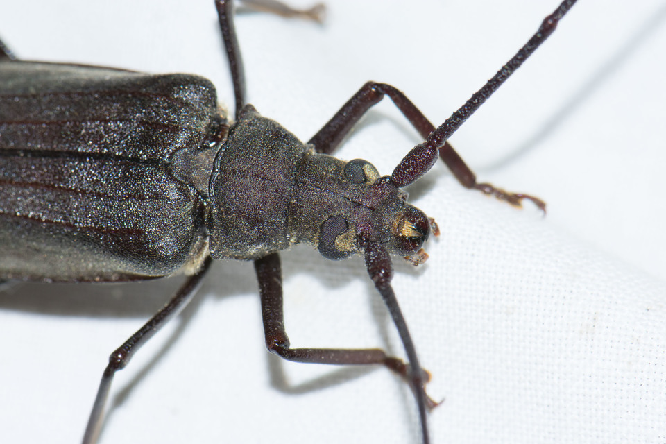 Aegosoma scabricorne - diófacincér