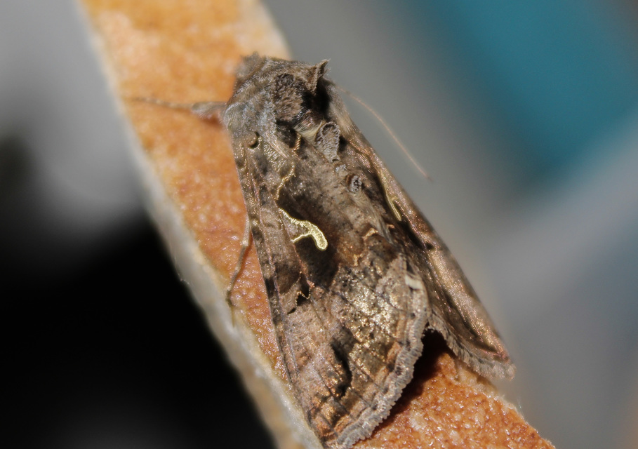 Autographa gamma - gammalepke