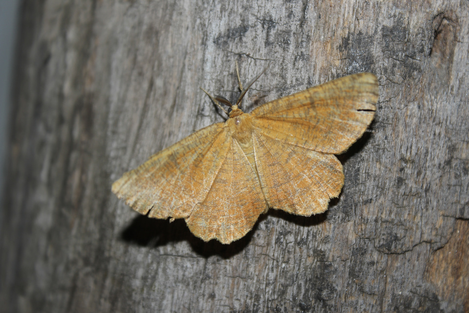 Angerona prunaria - sárga kökényaraszoló