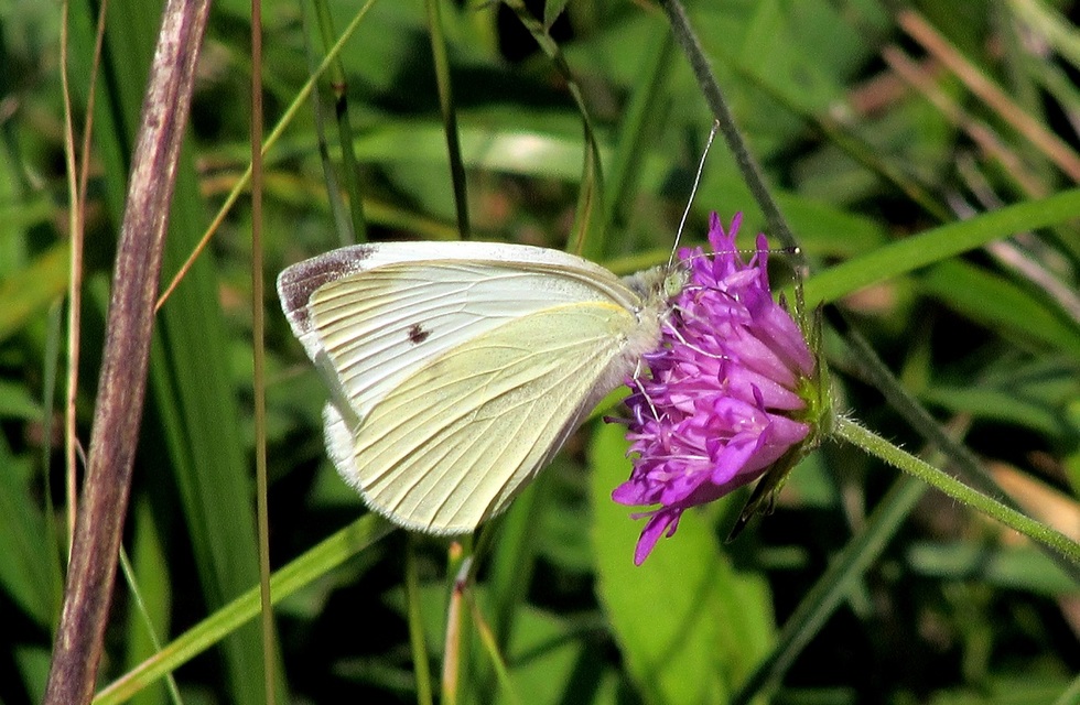 Pieris rapae - répalepke