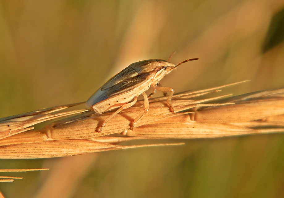 Aelia acuminata - közönséges szipolypoloska Aelia acuminata - közönséges szipolypoloska