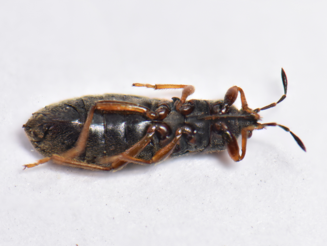 Dimorphopterus blissoides - keleti karcsúbodobács