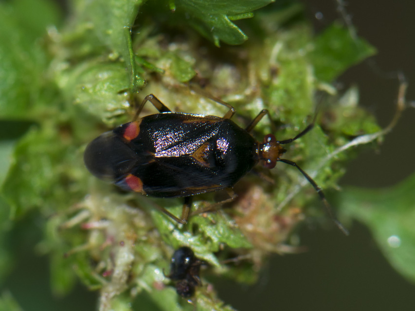 Deraeocoris ruber - vöröses mezeipoloska