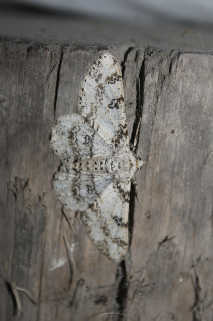 Ascotis selenaria - holdas faaraszoló