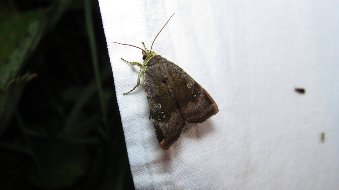 Noctua janthina - tarka sárgafűbagoly