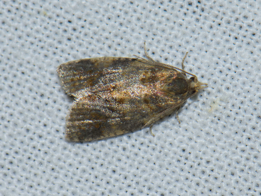 Tortricinae