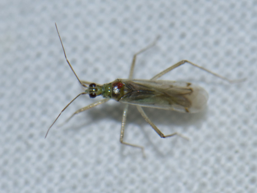 Dicyphus