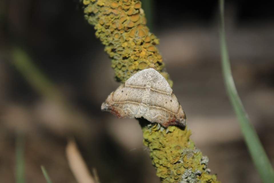 Laspeyria flexula - zuzmóbagoly