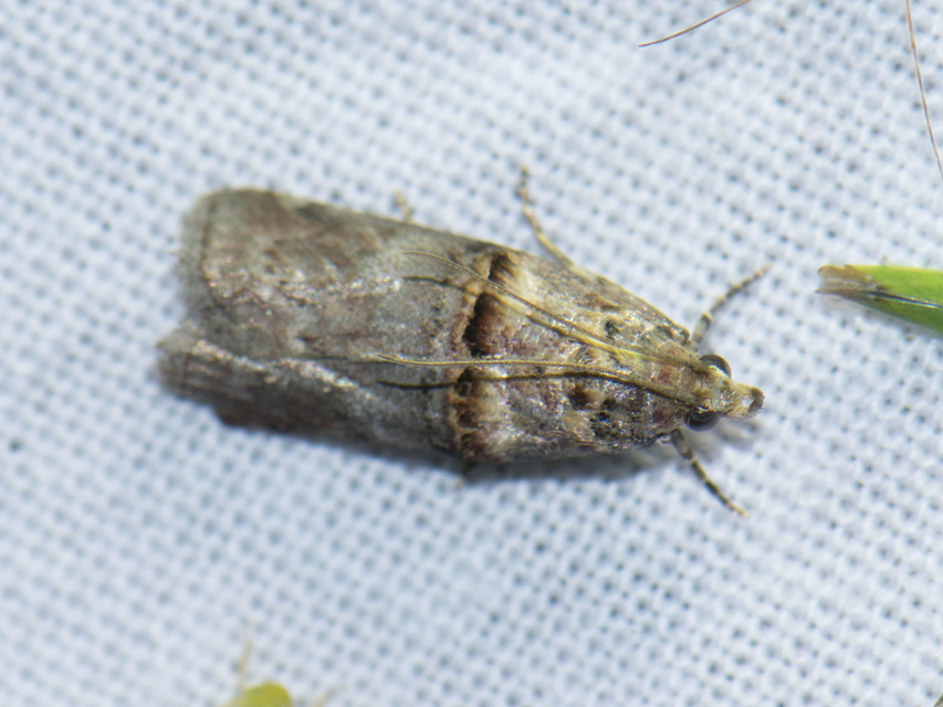 Trachonitis cristella - bokorrágó karcsúmoly