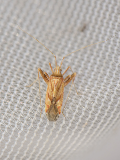 Phytocoris