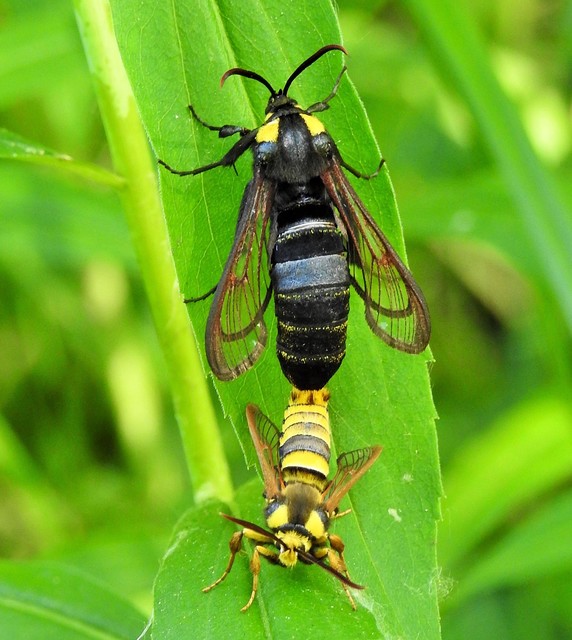 Sesia apiformis - darázslepke