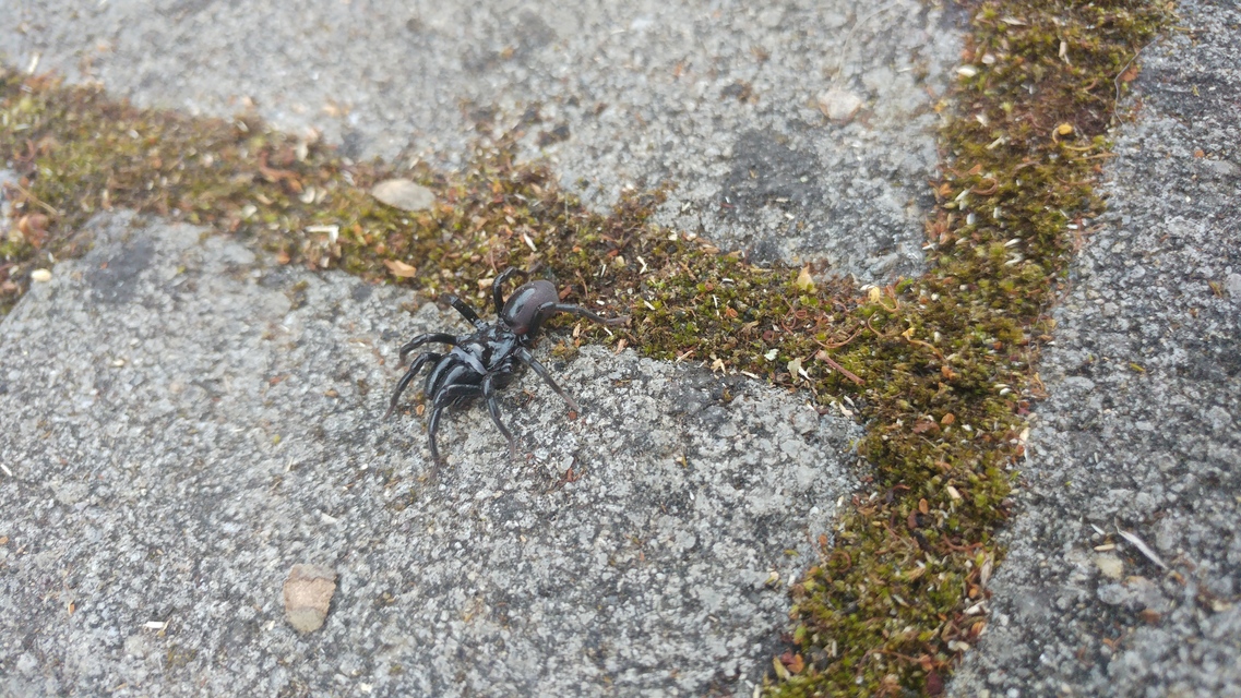 Atypus