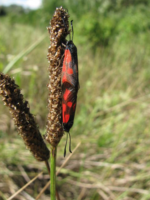 Zygaena loti - közönséges csüngőlepke