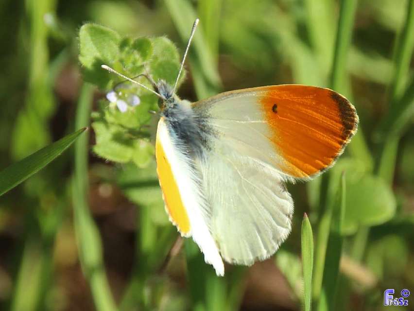 Anthocharis cardamines - hajnalpírlepke