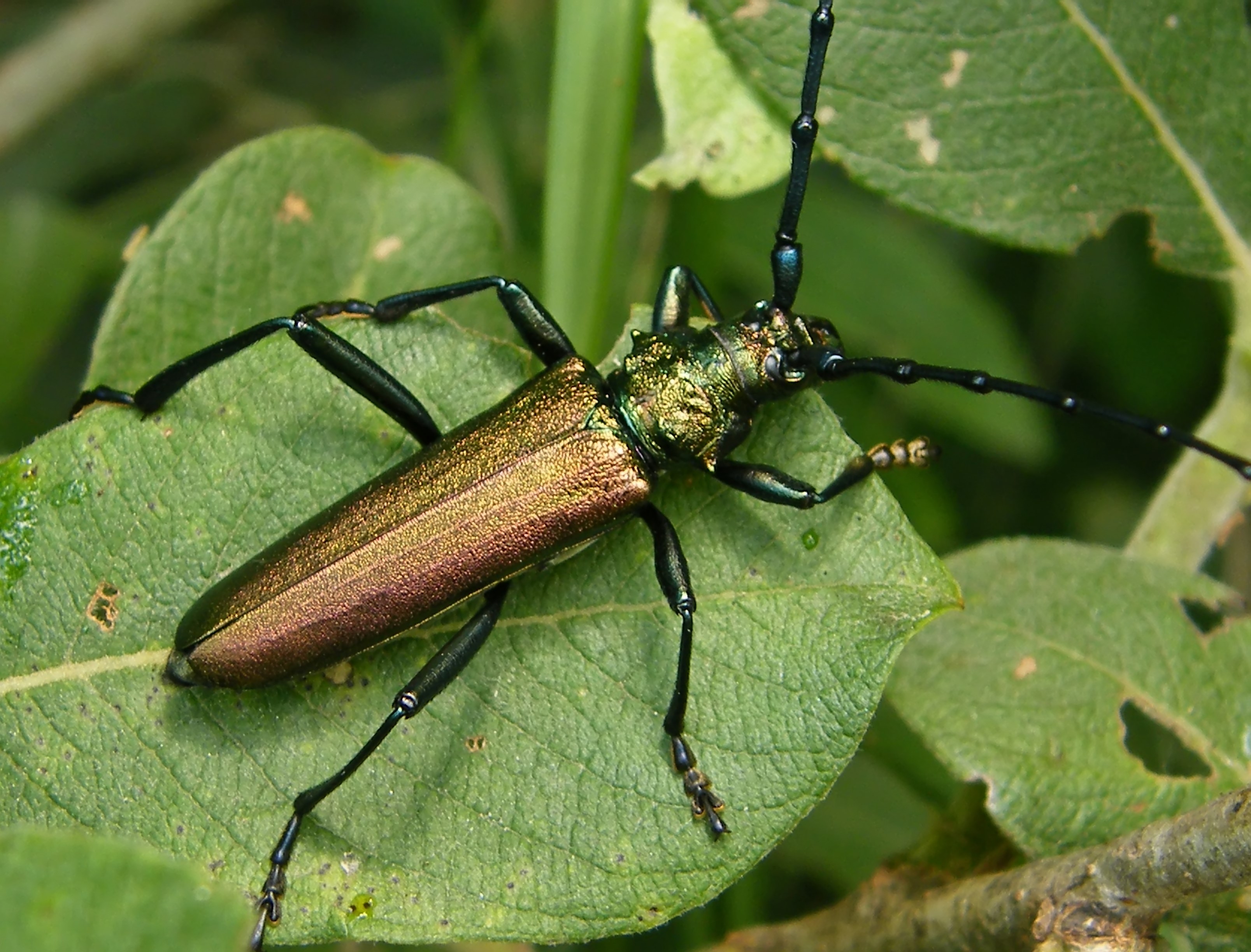 Aromia moschata - pézsmacincér