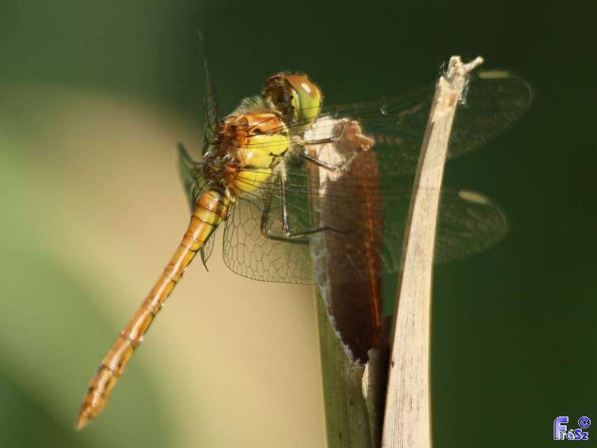 Sympetrum striolatum/vulgatum