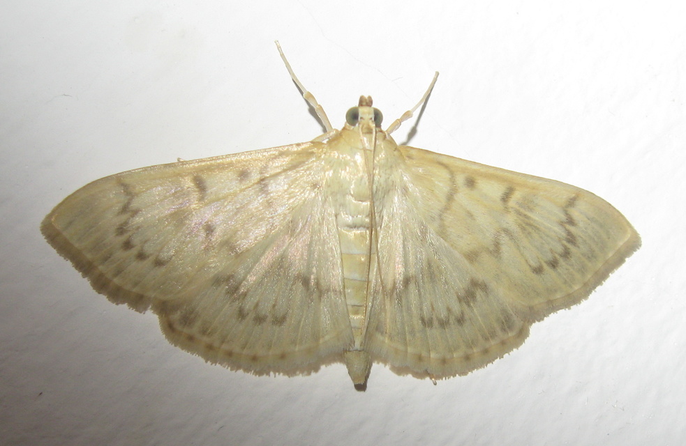 Patania ruralis - csalánevő tűzmoly