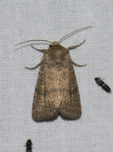 Hoplodrina octogenaria - barna selymesbagoly