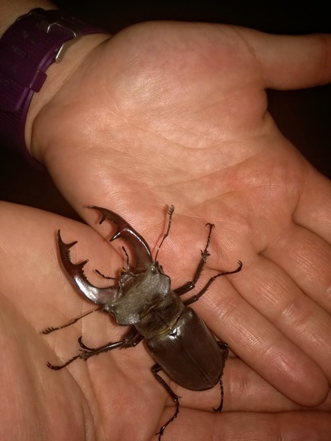 Lucanus cervus - nagy szarvasbogár