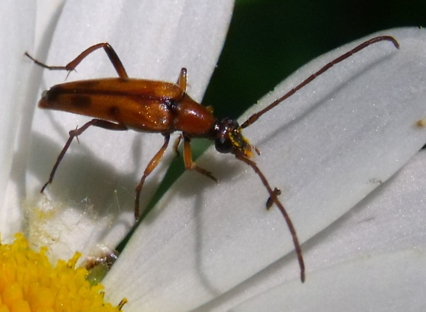 Stenurella septempunctata - hétpettyes karcsúcincér