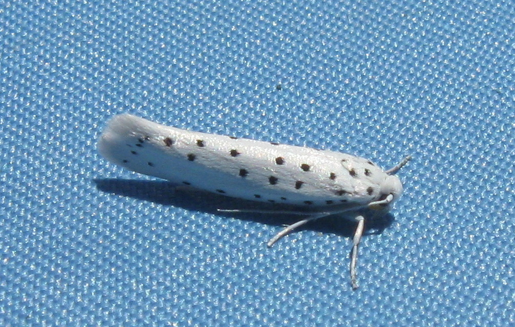 Yponomeuta