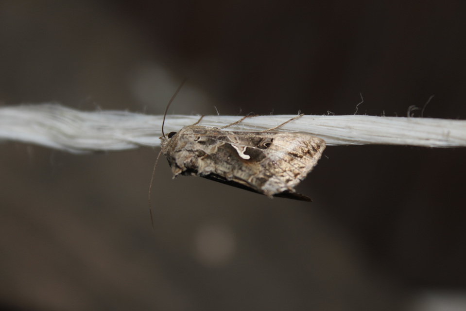 Autographa gamma - gammalepke