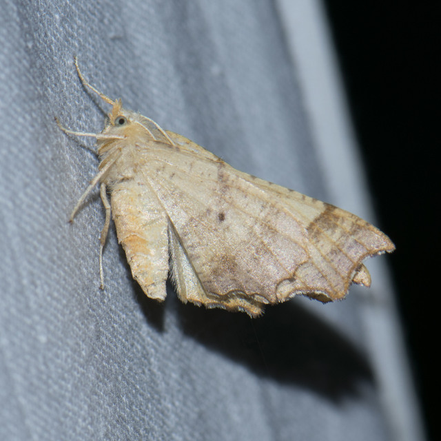 Ennomos quercinaria - tölgyfa-levélaraszoló