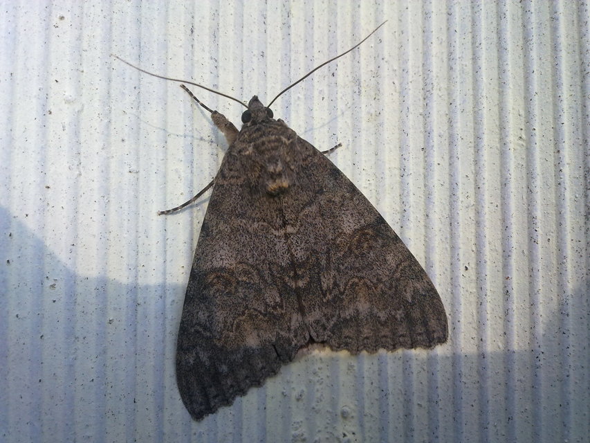 Catocala nupta - piros övesbagoly