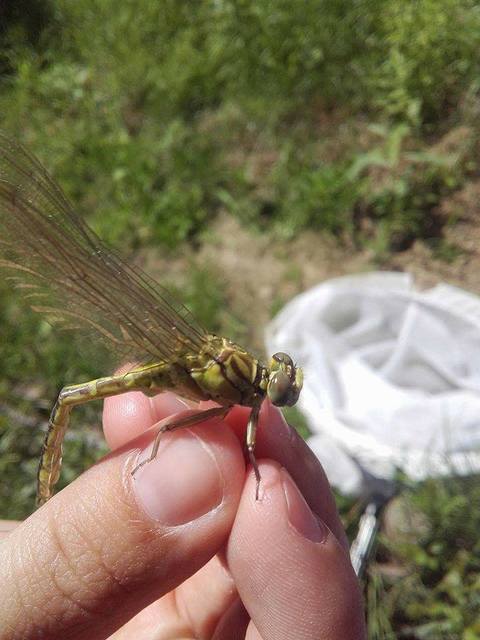 Gomphus flavipes - sárgalábú folyami-szitakötő
