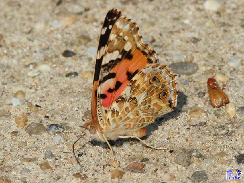 Vanessa cardui - bogáncslepke