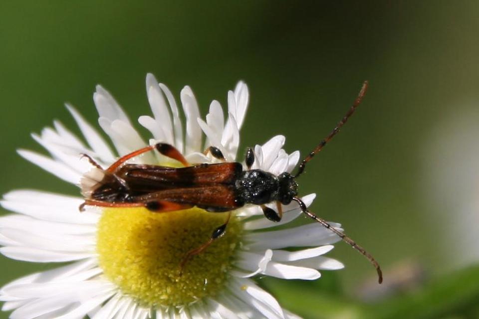 Stenopterus rufus - tarkacsápú keskenyfedőscincér